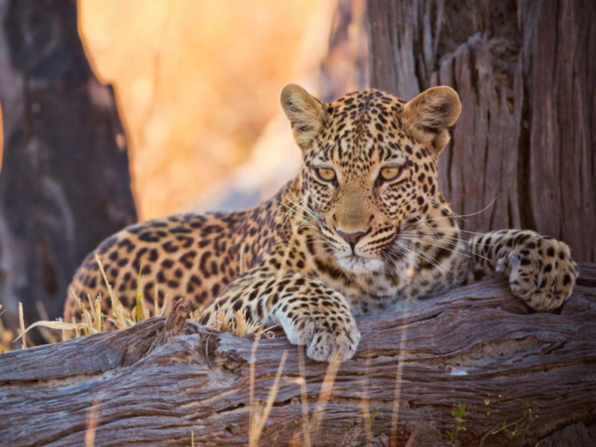 Imagine Africa Luxury Tented Camp Balule Doğa Koruma Alanı Dış mekan fotoğraf