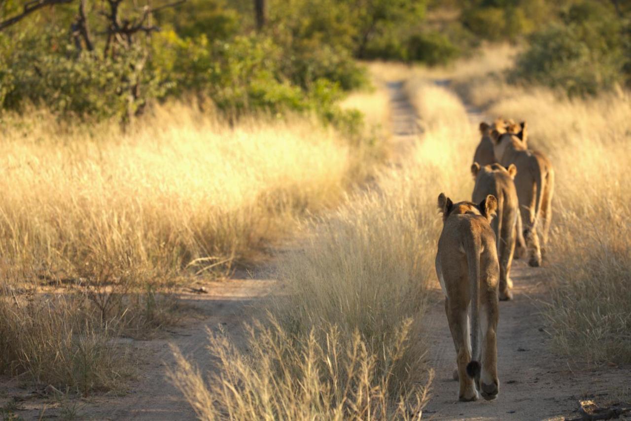 Imagine Africa Luxury Tented Camp Balule Doğa Koruma Alanı Dış mekan fotoğraf