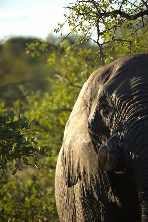 Imagine Africa Luxury Tented Camp Balule Doğa Koruma Alanı Dış mekan fotoğraf