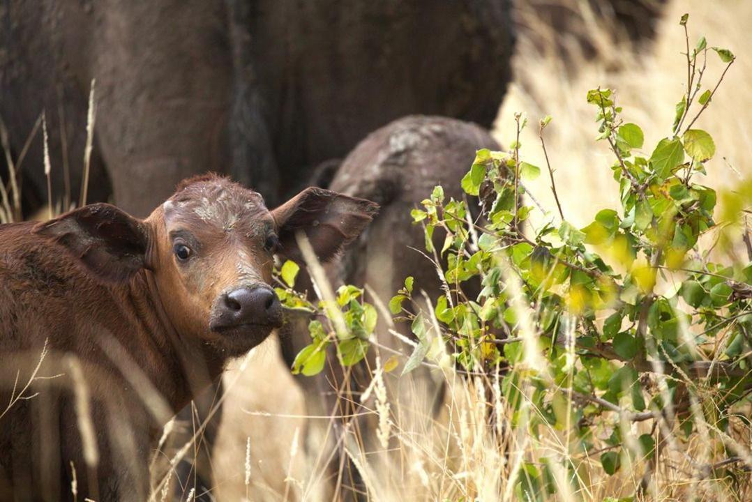 Imagine Africa Luxury Tented Camp Balule Doğa Koruma Alanı Dış mekan fotoğraf