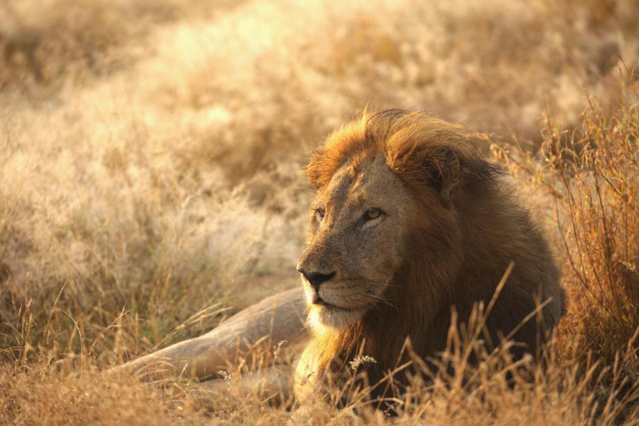 Imagine Africa Luxury Tented Camp Balule Doğa Koruma Alanı Dış mekan fotoğraf