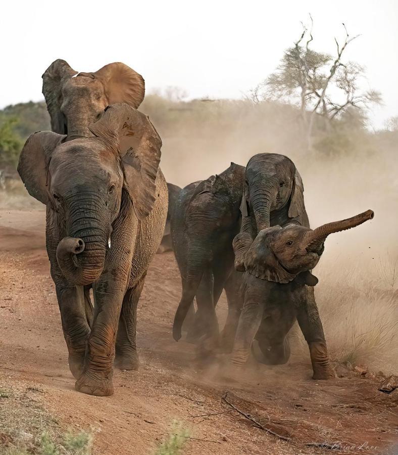 Imagine Africa Luxury Tented Camp Balule Doğa Koruma Alanı Dış mekan fotoğraf